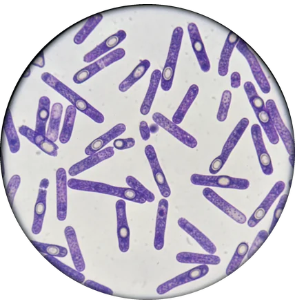 A microscope view of Bacillus coagulans, the spore-forming strain.