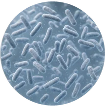 A microscope view of targeted vaginal probiotic strains.