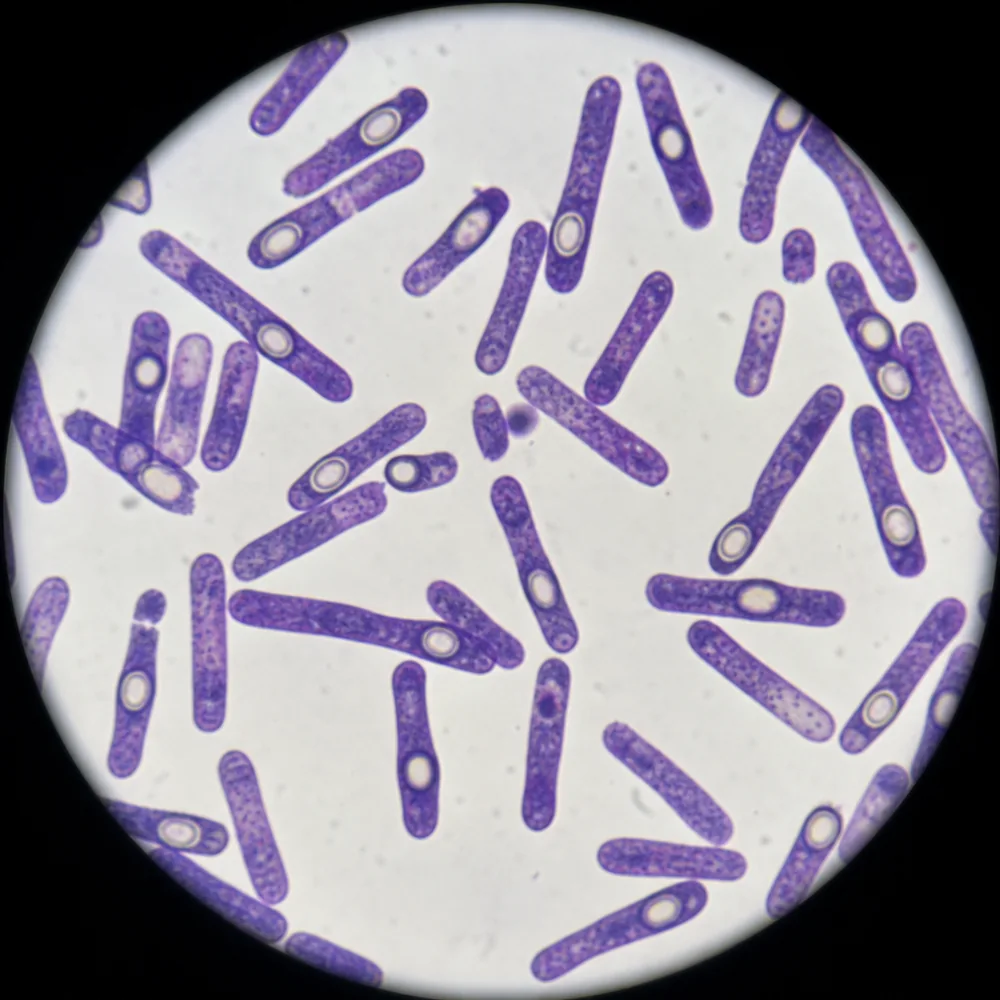 Bacillus coagulans spores