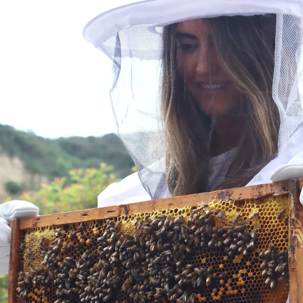 A beekeeper in a protective veil lifting a frame covered in honeybees from a hive