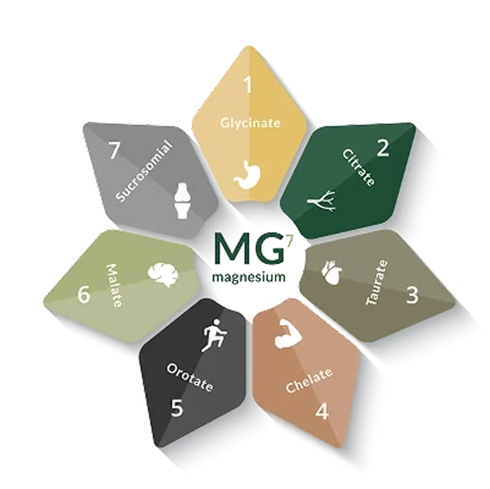 Seven coloured segments arranged around the letters MG, each labelled with one form of magnesium: glycinate, citrate, taurate, chelate, orotate, malate and sucrosomial