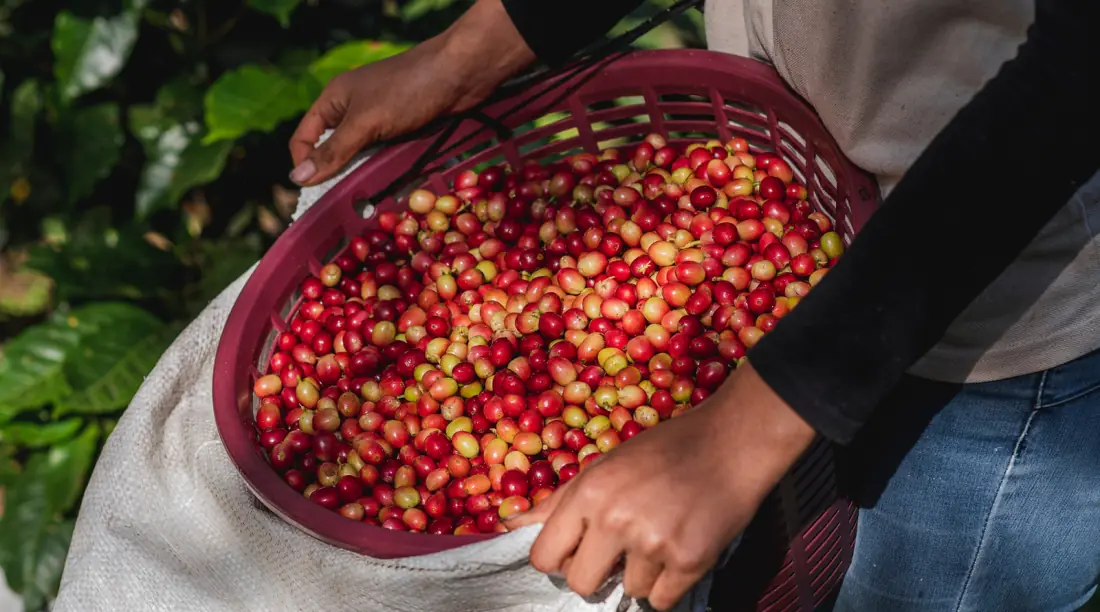 A picker holding a basket of freshly harvested red and yellow coffee cherries