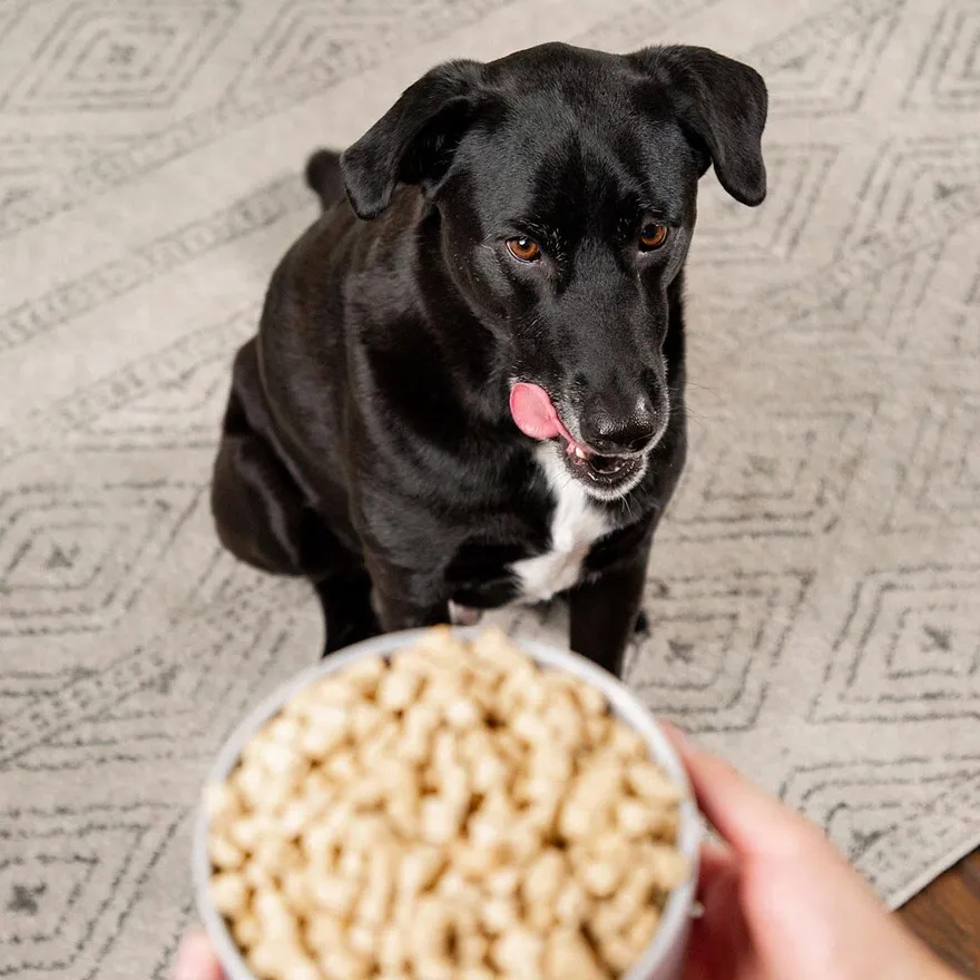 A bowl of freeze-dried raw dog food