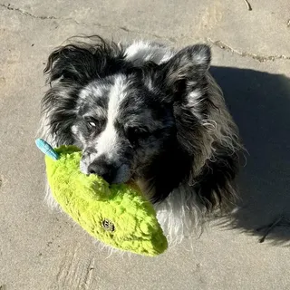 Senior Australian Shepherd with a toy