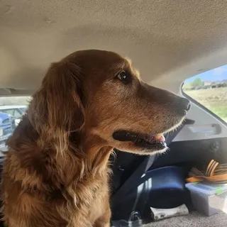 A 13 year old Golden Retriever