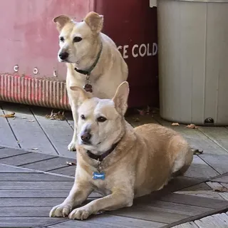 Two ten year old Labrador mix sisters