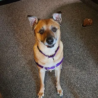 Luna, an eight year old rescue dog