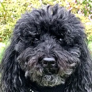 Milo, a 17 year old miniature poodle