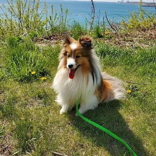 A nine year old Shetland Sheepdog outdoors