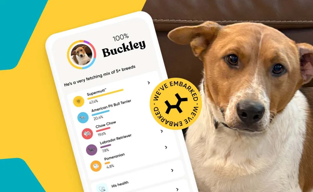 Buckley, a tan and white dog, next to his Embark results screen showing a mix of five or more breeds.