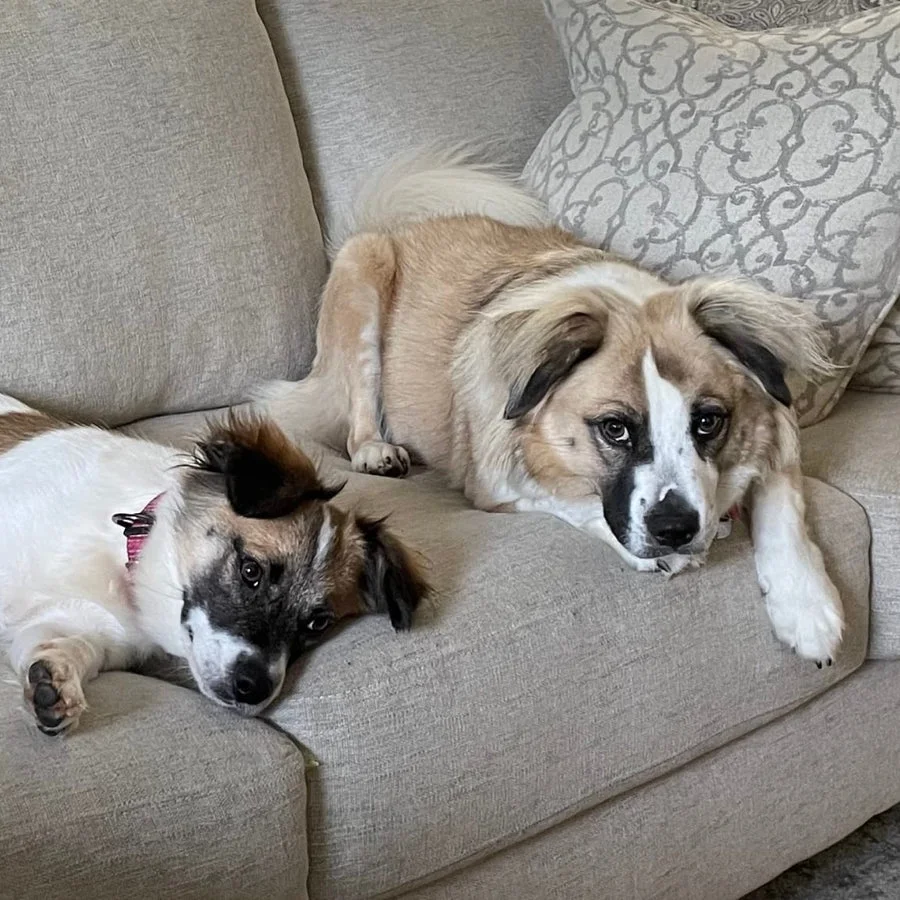 Diego and Dixie lying down together.