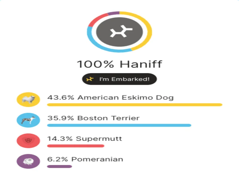 Haniff's Embark breed results: 43.6% American Eskimo Dog, 35.9% Boston Terrier, 14.3% Supermutt, 6.2% Pomeranian.