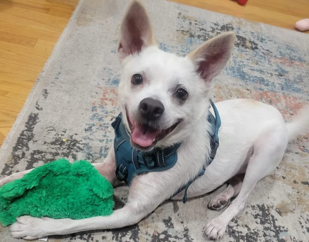 Haniff, a small white dog in a blue harness, lying on a rug with a green toy.