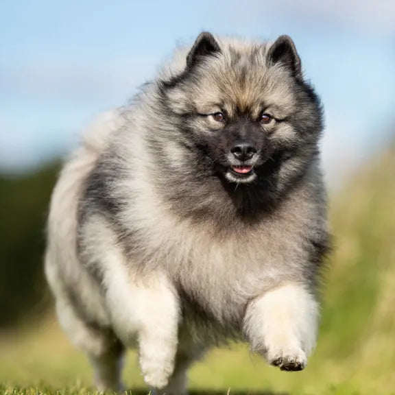 A keeshond standing outside.