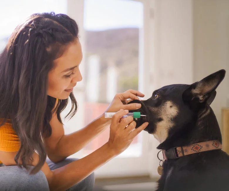 A woman swabbing the inside of her dog's cheek with an Embark swab.