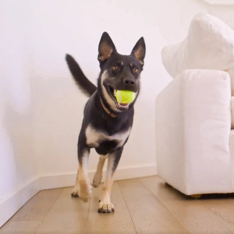 A small dog holding a ball in its mouth.