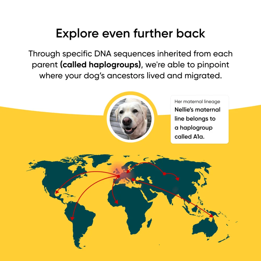 World map with lines showing a dog's ancestral migration routes.