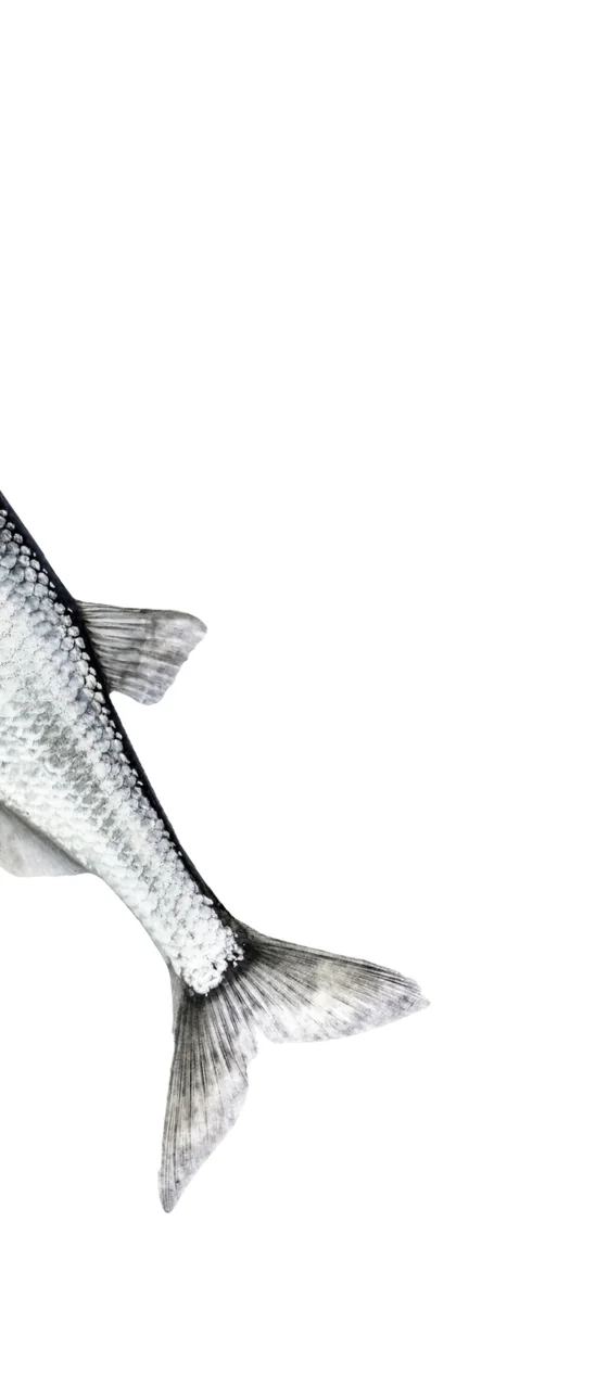 A small silver fish