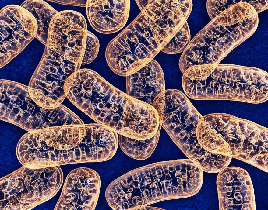 Illustration of mitochondria
