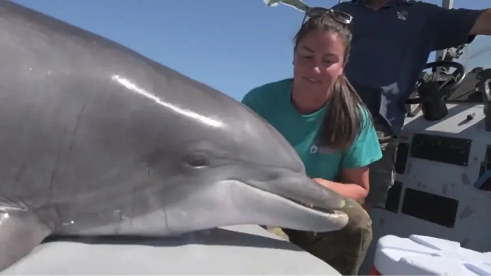 A bottlenose dolphin at the surface beside a researcher