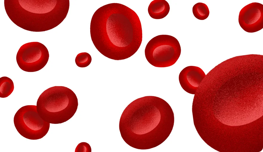 Illustration of intact round red blood cells
