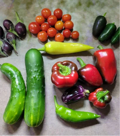 Cucumbers, peppers and cherry tomatoes harvested indoors, arranged on a counter