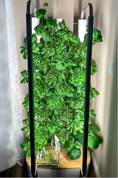 A Gardyn column densely covered in basil and leafy greens beside a curtain