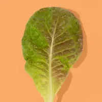Single butterhead lettuce leaf photographed on a colored background