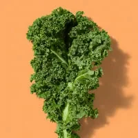 Single kale leaf photographed on a colored background