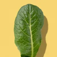 Single romaine leaf photographed on a colored background
