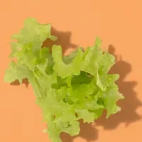 Single Salanova lettuce leaf photographed on a colored background