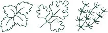 Line drawing of three herb leaves