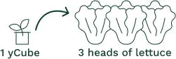 Line drawing showing one yCube becoming three heads of lettuce