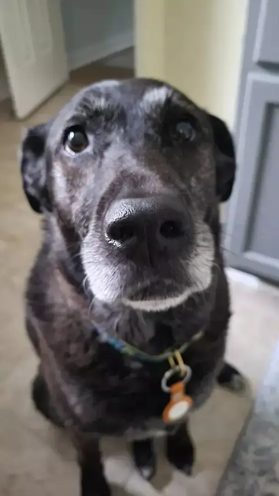 Close-up of a black dog looking up at the camera