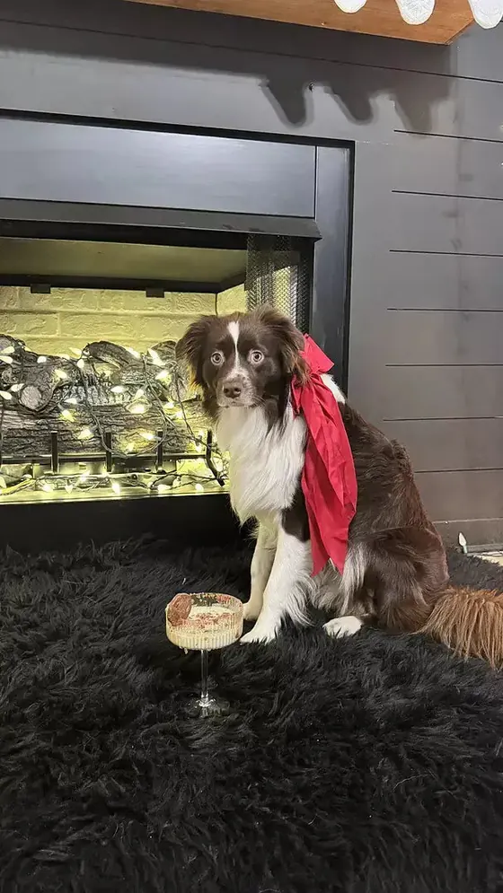 A dog sitting beside a box of Honest Kitchen topper on the floor