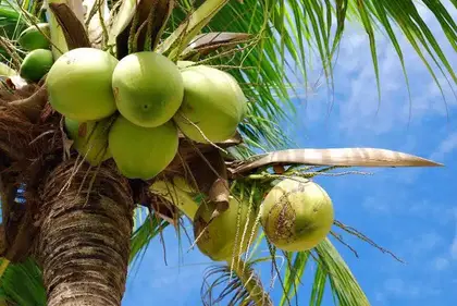 Coconuts growing on a palm tree