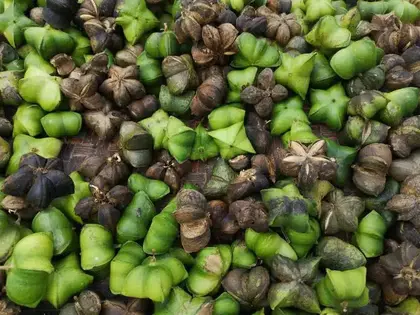 Sacha inchi pods