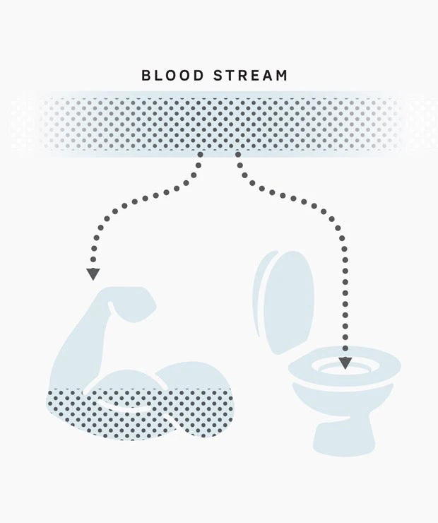 Kion diagram showing amino acids in the bloodstream splitting two ways, some toward muscle and some discarded