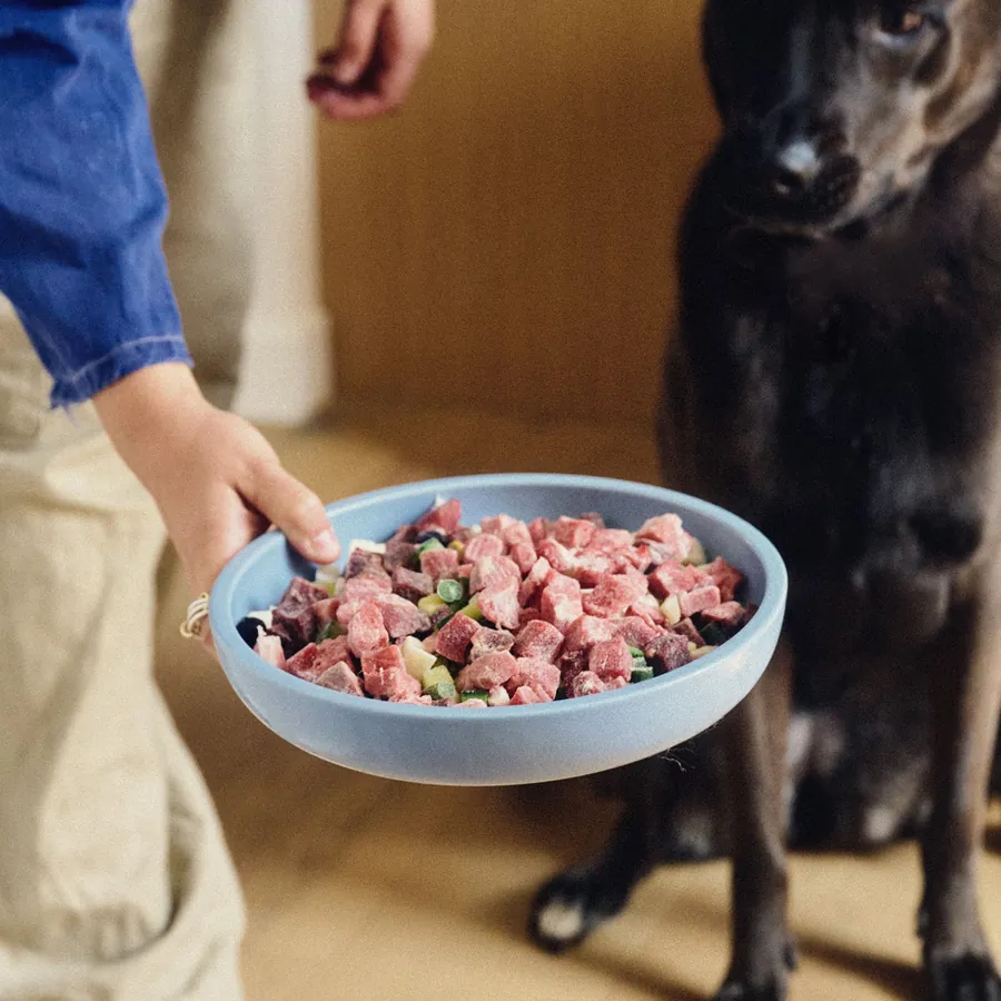A person carrying a bowl of Maev food towards a black dog
