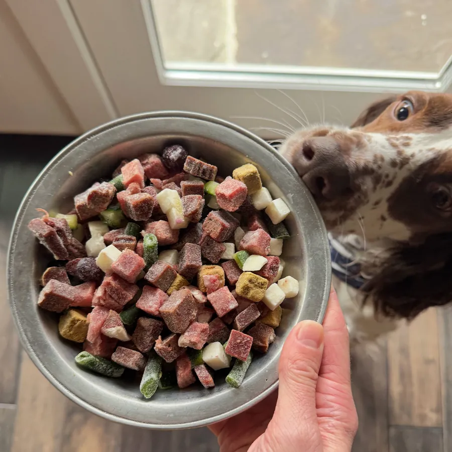 A dog eating a bowl of Maev raw food