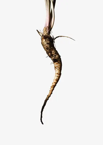 Chicory root