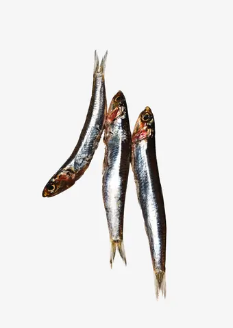 Fish oil capsules