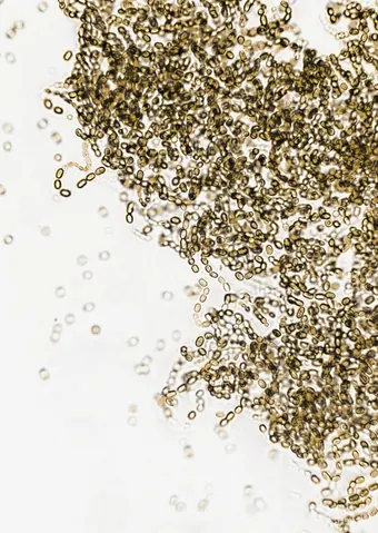 Probiotic powder