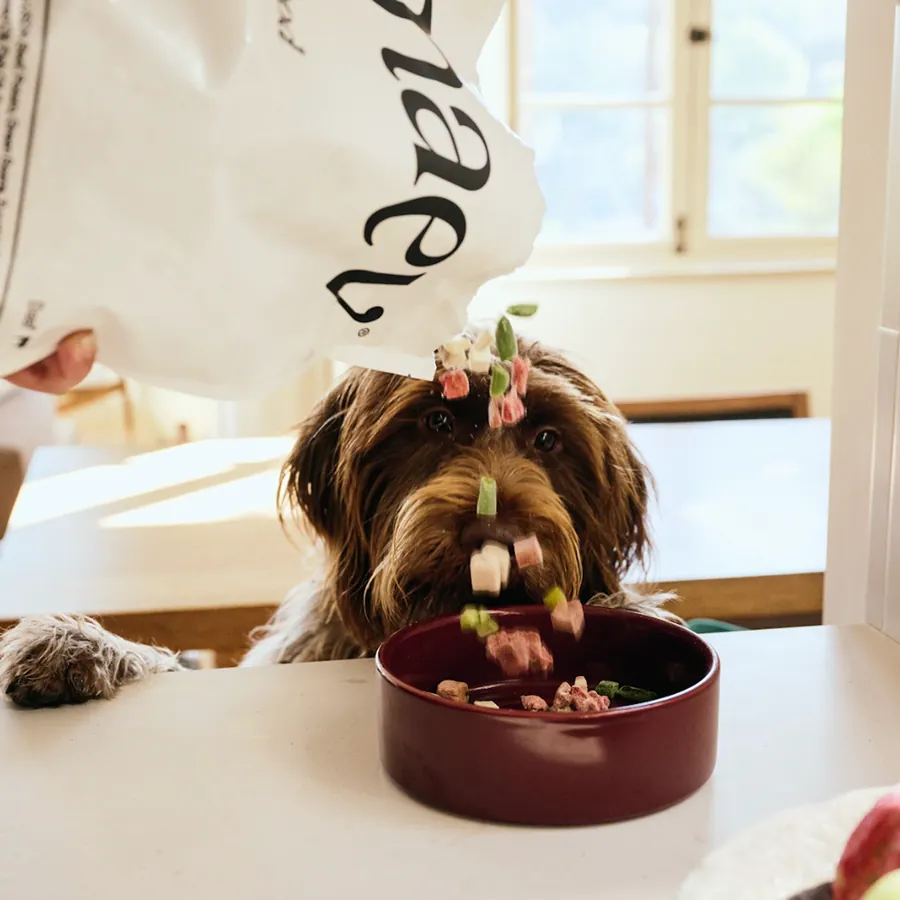 Maev food being poured from the bag into a dog bowl while a dog watches