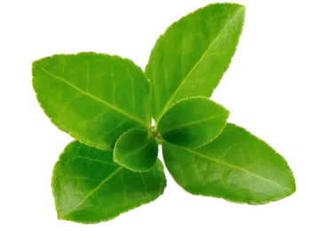 L-Theanine