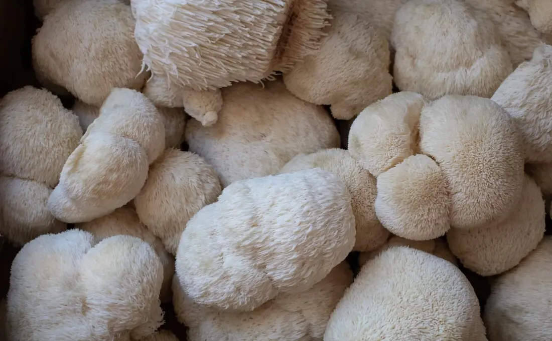 Close-up of whole lion's mane mushroom fruiting bodies, white and shaggy, piled together