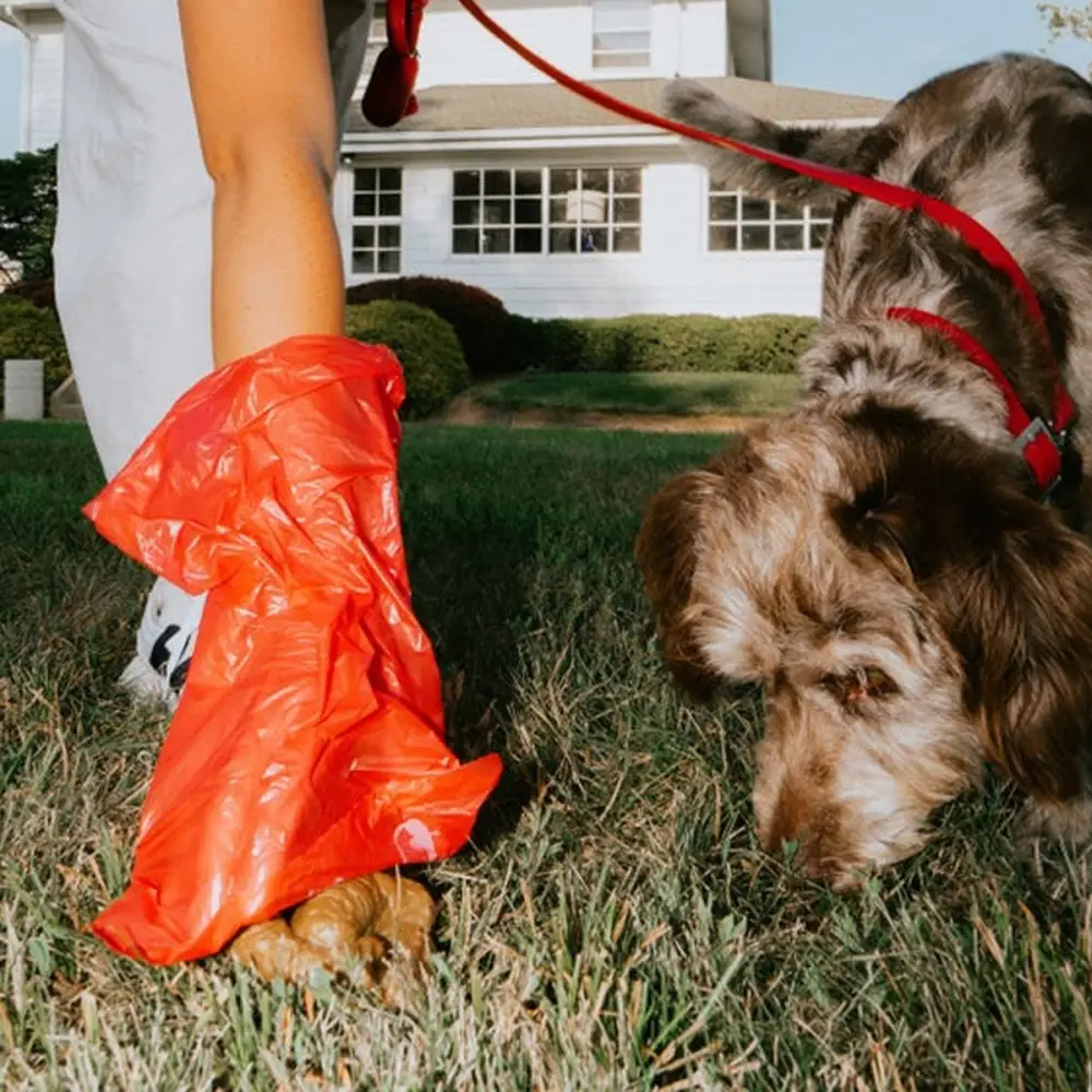 A dog owner bending down to pick up after their dog on a walk