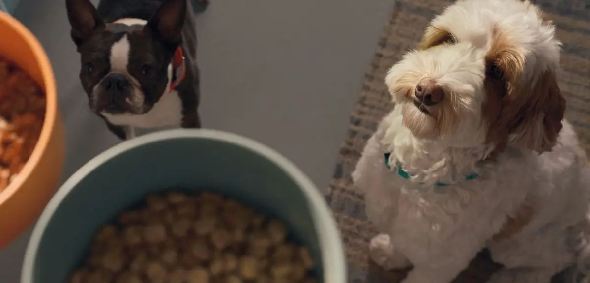 A row of dogs waiting expectantly in front of their bowls