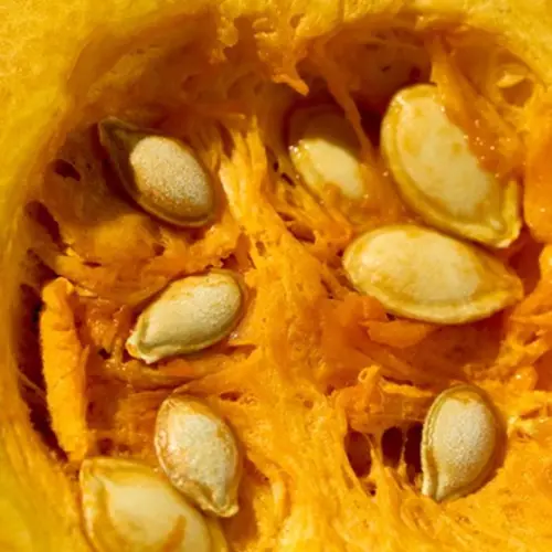 Close up of butternut squash