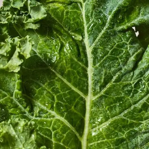 Close up of kale leaves